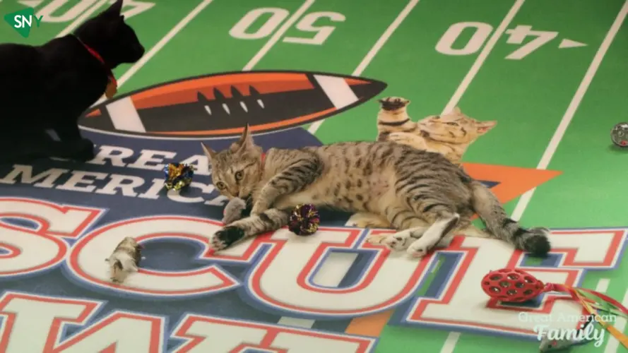 Watch Great American Rescue Bowl 2024 In Australia