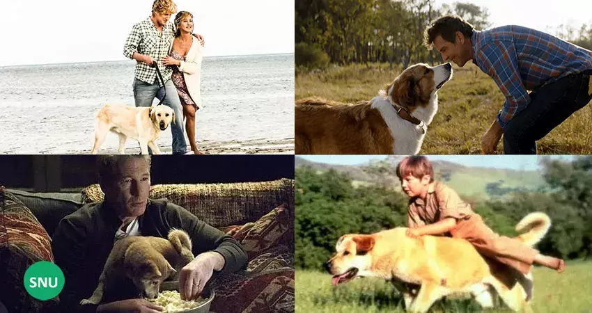10 Sad Dog Movies which make you cry on Netflix