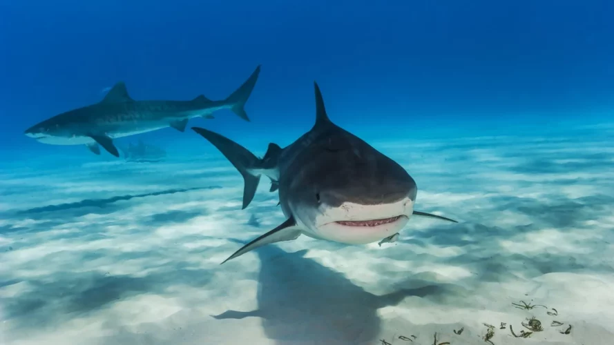SharkFest 2023