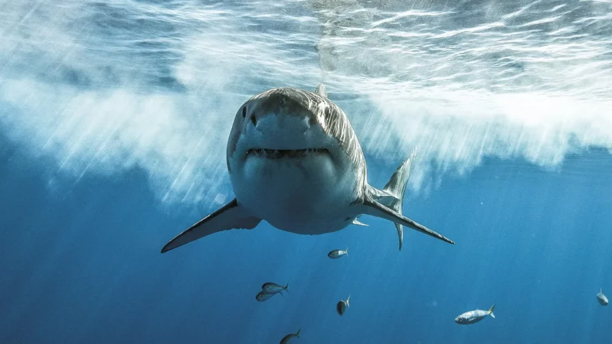 SharkFest 2023