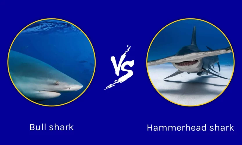 Bull Shark vs. Hammerhead in New Zealand